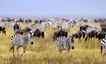 Experience the Wildlife Paradise of Kruger National Park