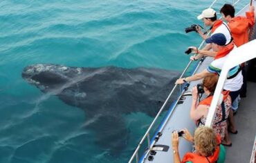 Hermanus Whale Watching
